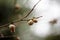 Close-up shot of the diospyros lotus on a branch in autumn