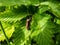 Close-up shot of a the dock bug true bug Coreus marginatus  - medium-sized speckled brown insect on green leaves