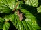 Close-up shot of a the dock bug true bug Coreus marginatus  - medium-sized speckled brown insect on green leaves