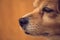 Close up shot of dog nose, Dog nose and face with brown background, animal pets