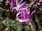 Close-up shot of dog`s tooth Erythronium dens-canis `Pink Perfection` with nodding pink, star-shaped flowers with curved peta