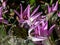 Close-up shot of dog`s tooth Erythronium dens-canis `Pink Perfection` with nodding pink, star-shaped flowers with curved peta