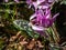 Close-up shot of dog`s tooth Erythronium dens-canis `Pink Perfection` with nodding pink, star-shaped flowers with curved peta