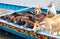 Close up shot of domestic cows on a cow shipping boat