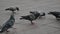 Close up shot of doves eating pieces of bread