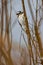 Close-up shot of a Downy woodpecker bird perched on a bare tree