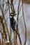 Close-up shot of a Downy woodpecker bird perched on a bare tree