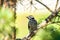 Close-up shot of a downy woodpecker on a pine tree