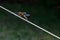 Close-up shot of a dragonfly over rope on a tent in a forest camping