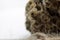 Close up shot of dried Anaphalis javanica