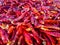 A close up shot of dried red long chillies. Chili spur pepper