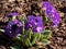 Close-up shot of drumstick primula (Primula denticulata violett) with pale and deep purple flowers with a yellow eye