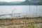 Close up shot of dry grass, village of Luss Scotland