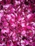 Close up shot of Dry Rose Petals for Gulkand is a sweet preserve of rose petals believed to come from Indo-Persia.