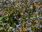 Close-up shot of the early forget-me-not (Myosotis ramosissima) blooming with blue flowers