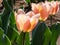 Close-up shot of the early single Tulip Apricona with pale pink flowers, adorned with soft apricot-pink edges and slightly deeper