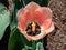 Close-up shot of the early single Tulip Apricona with pale pink flowers, adorned with soft apricot-pink edges and slightly deeper