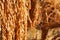 Close-up shot of ears of native Thai paddy hanging for natural drying.