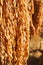 Close-up shot of ears of native Thai paddy hanging for natural drying.