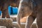 Close up shot of elefant at zoo by the day