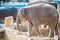 Close up shot of elefant at zoo by the day