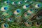 Close-up shot of elegant Peacock feathers