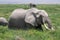 Close up shot of an elephant surrounded by grass in kenya africa