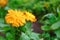 Close-up shot of English marigolds with dew in a garden on the m