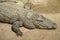 Close up shot of enormous size sleeping crocodile in zoo shows details of skin texture, head and body of great carnivorous animal