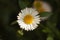 Close-up shot of Erigeron karvinskianus