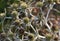 Close-up shot of Eryngium campestre