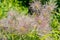 Close up shot of Eryngium Zabelii, Big Blue blossom