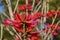 Close up shot of Erythrina flabelliformis blossom