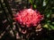 Close-up shot of an Etlingera flower growing in nature.