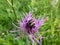 Close-up shot of the Eurasian bee beetle (Trichius fasciatus) on a purple flower