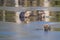 Close-up shot of Eurasian otters in a frozen water