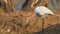 Close up shot of Eurasian spoonbill or common spoonbill in golden hour light during winter migration at keoladeo national park or