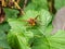 Close-up shot of the European hornet Vespa crabro striped with brown and yellow sitting on a leaf in summer