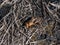 Close-up shot of the European mole cricket Gryllotalpa gryllotalpa above ground in sunlight digging its way into the ground