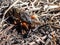 Close-up shot of the European mole cricket Gryllotalpa gryllotalpa above ground in sunlight digging its way into the ground