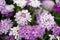 Close up shot of evergreen candytuft flowers