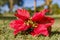 Close up shot of fake poinsettia