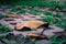 A close up shot of fallen leaves on footpath with tiles and weed growth