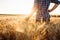 A close-up shot of a farmer or agronomist walking across the field, running his hand over spikelets of ripe golden wheat