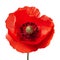 close-up shot features a vibrant red poppy isolated on a clean white background.