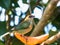 Close-up shot of a female Chestnut-backed tanager bird-eating papaya