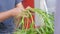 Close up shot a female farmer is harvesting the fresh and natural morning glory vegetable, for clean food organic and homemade