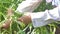 Close up shot a female farmer is harvesting the fresh and natural morning glory vegetable, for clean food organic and homemade