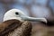 Close up shot of female frigate bird in the