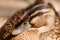 Close up shot of female mallard duck